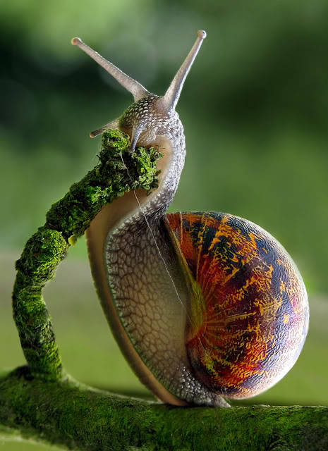 lovetherealism:  me recuerda a mi caracol que murió u.u 