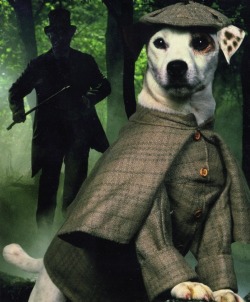 yowulf:  lionversusbear:  missmarygoround:  Pretty sure this is the only Sherlock Holmes adaptation that competes with the BBC’s Sherlock. I mean, Benedict Cumberbatch is awesome, but Wishbone’s a dog, so…  totes mcgotes  Wishbone is better everbody