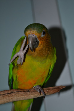 bird-fix:  Brown Throated Conure  @AdorableBipolar