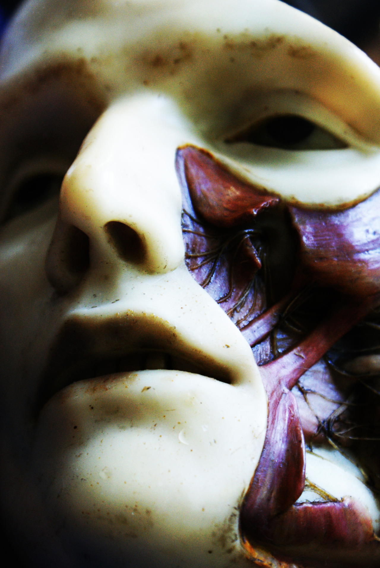 dead-sweet-art:  Joseph Towne’s wax anatomical models at the Gordon Museum of Pathology
