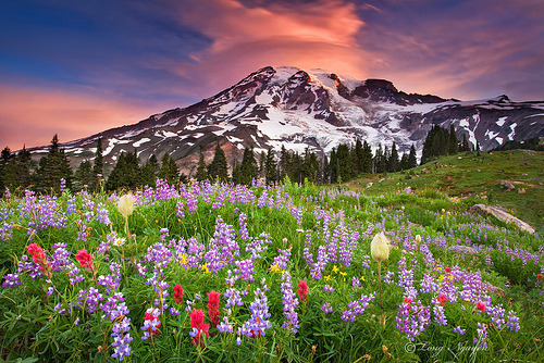 A place called Paradise | Mount Rainier, Washington
© LongHN Photo