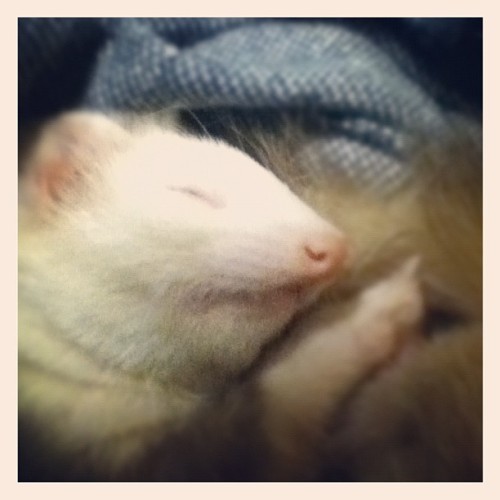 babygirl.  (Taken with instagram)