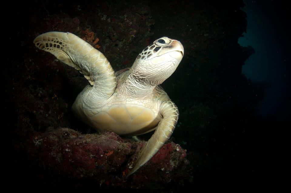 Green Turtle (Chelonia mydas) hanging out in a cave in the Maldives.
Photo by Dave Bretherton