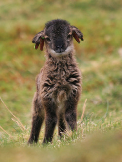 sheepandlamb:  Isn’t he precious!??!  He’s a Soay lamb from Scotland! 