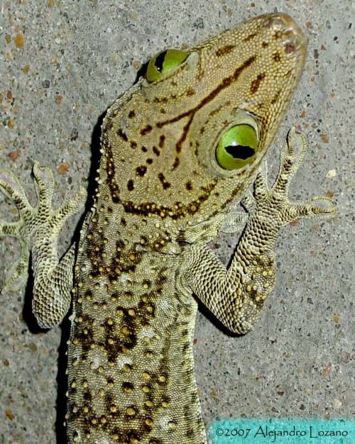 The Smith’s Green-eyed Gecko (Gekko smithii) also known as the Large Forest Gecko, is a species of gecko found in Asia. It is one of the biggest species of geckos, reaching 35cm (over 1ft) or more. The Smith’s Green-eyed Gecko named after Andrew...