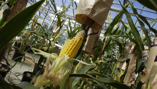 Monsanto prevails in suit brought by organic growers
A judge dismissed a lawsuit brought by U.S. organic farmers and seed dealers who said their industry is at risk from Monsanto’s market strength.