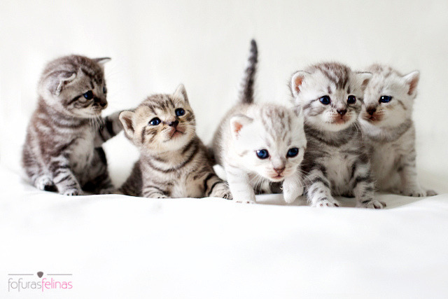 everybody wants to be a cat