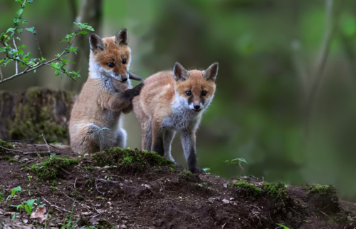 animalstalkinginallcaps:  WAY TO GO. THAT’S GREAT. YOU’RE DOING A WONDERFUL JOB.