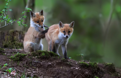 animalstalkinginallcaps:  WAY TO GO. THAT’S GREAT. YOU’RE DOING A WONDERFUL JOB. PAUL, I’M NOT DOING ANYTHING. YOU JUST WANT TO TOUCH MY ASS. THAT’S PREPOSTEROUS. I’M BEING SUPPORTIVE. I’M SUPPORTING YOU IN YOUR ENDEAVORS. ONCE AGAIN, I’M