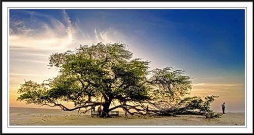 insecurityguard:“The Tree of Life of Bahrain is located 1.2 miles or 2 kilometers away from Jebel Du