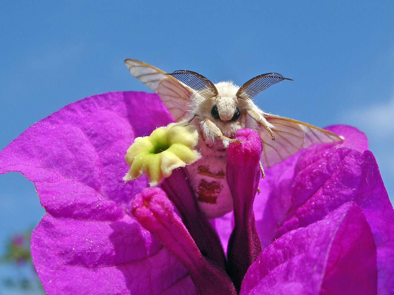 fat moth