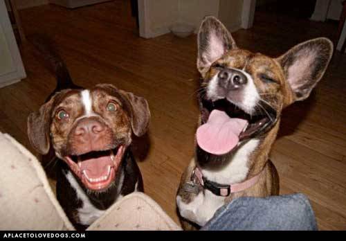 aplacetolovedogs:  izismile Guy on left: Really, really!? Guy on right: Playing it cool….knew it all along! Original Article 