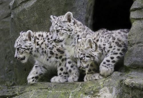 worldlyanimals:Cubs are let loose by JasonBrownPhotography on Flickr.