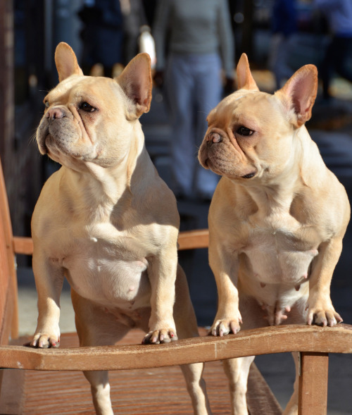 West Village = cutest dogs ever!