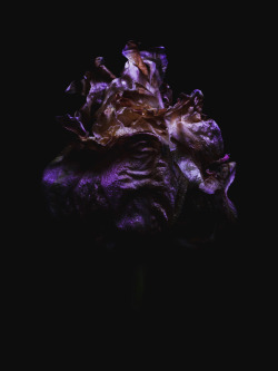 billykidd:  Decaying tulip was shot by Billy