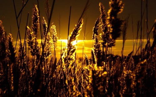 sunsets landscapes nature fields wheat - Wallpaper (#1734596) / Wallbase.cc
