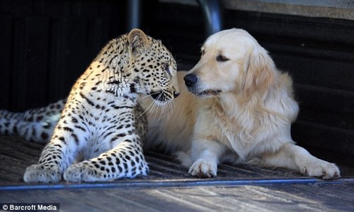 The Best Friends: Leopard and Golden Retriever Salati, a ten-month-old leopard, and her best friend,
