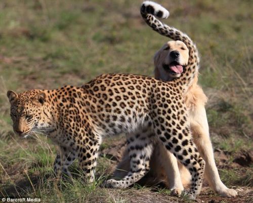 The Best Friends: Leopard and Golden Retriever Salati, a ten-month-old leopard, and her best friend,