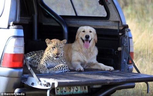 The Best Friends: Leopard and Golden Retriever Salati, a ten-month-old leopard, and her best friend,