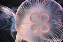 oceanblog:  Moon jellyfish  