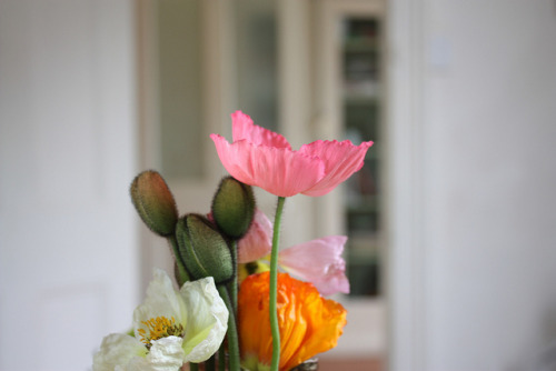 ohddaughter:  and again…poppies by little glowing lights on Flickr. 