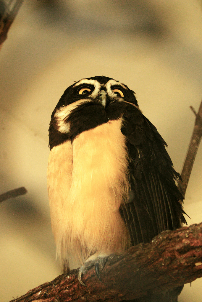 fat-birds:  WHOOOOOOOOOOO are YOUUUUUUUUUUUUUUU  @AdorableBipolar