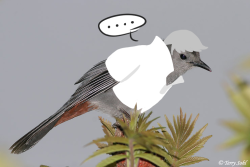 geoffreymation:  silent-ponytagonist:  no you guys you don’t understand just how fucking perfect this one is you know what this bird is called a gray catbird a gray cat bird i am crying over how perfect it is help me  can we just have a Persona 4 game