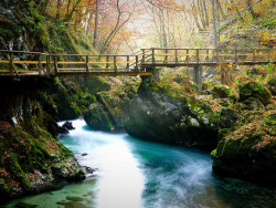 bluepueblo:  Forest Bridge, Bled, Slovenia