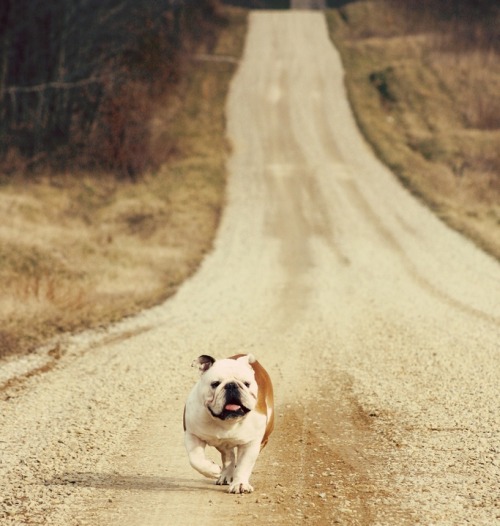 English Bulldog Love