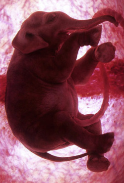 coverednaked:  Elephant Fetus 