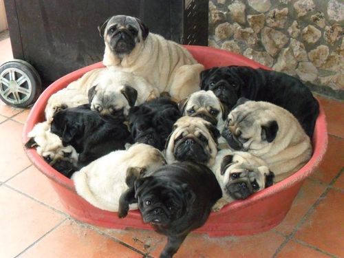 corbincorbin:  excusememister:  Yes, I’ll have all the pugs.  Bucket Of Pugs!!!  omg theyre so cute & chubby!!