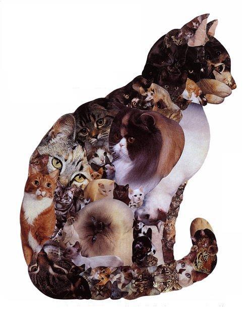 Youchan On Tumblr 大量の猫画像をコラージュして作られた猫がかっこいい A Attrip