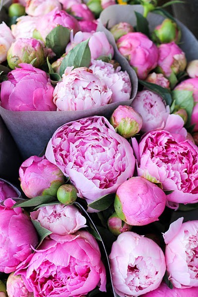 My favorite pink peonies :-)