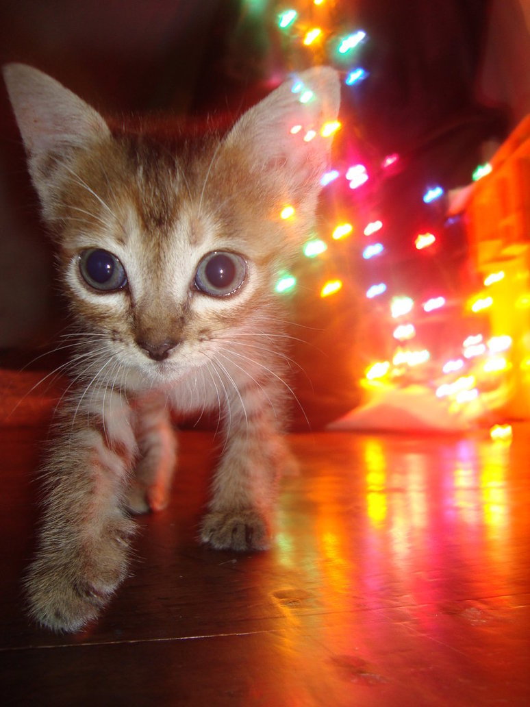 Party Animal Kitten loves the night.
Photo by ©Cheerful-Heart