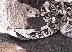 sssnakesss:  A beautiful but deadly pair of Gaboon vipers (Bitis gabonica) during feeding time in their exhibit at the Cape Fear Serpentarium. Endemics to Africa, these fantastic heavy-bodied vipers have the longest fangs and highest venom yield (amount,