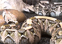 sssnakesss:  A beautiful but deadly pair of Gaboon vipers (Bitis gabonica) during feeding time in their exhibit at the Cape Fear Serpentarium. Endemics to Africa, these fantastic heavy-bodied vipers have the longest fangs and highest venom yield (amount,