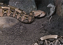 sssnakesss:  A beautiful but deadly pair of Gaboon vipers (Bitis gabonica) during feeding time in their exhibit at the Cape Fear Serpentarium. Endemics to Africa, these fantastic heavy-bodied vipers have the longest fangs and highest venom yield (amount,