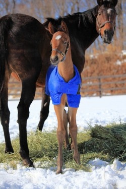 AH HORSIES WITH JACKETS ARE MY FAVORITE THINGS.