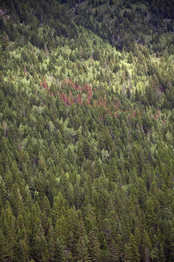 glared:  The small red area/ red trees are Japanese pine beetle damage. It is largely