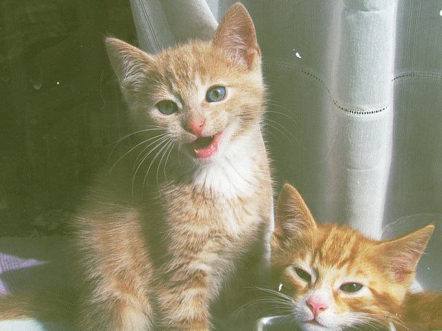 everybody wants to be a cat
