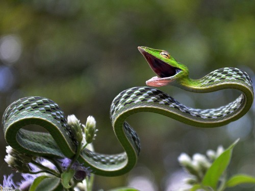 hamburgerjack:  jhameia:  heroin-e:  ceilingsplit:  dorkery:  vertisol:  green vine snakes looking surprised  That is such a WEIRD SNAKE  This snake is in a state of Perpetual Yay  i want to be this snake  Is it called the Perpetual Yay Snake? It should