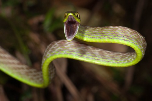 hamburgerjack:  jhameia:  heroin-e:  ceilingsplit:  dorkery:  vertisol:  green vine snakes looking surprised  That is such a WEIRD SNAKE  This snake is in a state of Perpetual Yay  i want to be this snake  Is it called the Perpetual Yay Snake? It should
