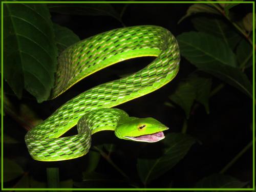 hamburgerjack:  jhameia:  heroin-e:  ceilingsplit:  dorkery:  vertisol:  green vine snakes looking surprised  That is such a WEIRD SNAKE  This snake is in a state of Perpetual Yay  i want to be this snake  Is it called the Perpetual Yay Snake? It should