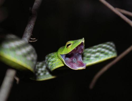 hamburgerjack:  jhameia:  heroin-e:  ceilingsplit:  dorkery:  vertisol:  green vine snakes looking surprised  That is such a WEIRD SNAKE  This snake is in a state of Perpetual Yay  i want to be this snake  Is it called the Perpetual Yay Snake? It should