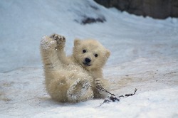 earth-song:  The kid.” by Olga Dmitrieva 