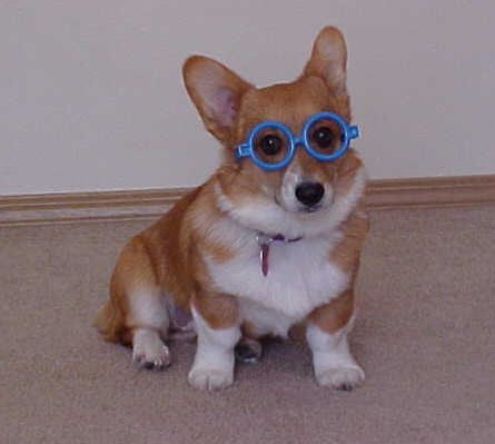 OCD: Obsessive Corgi Disorder