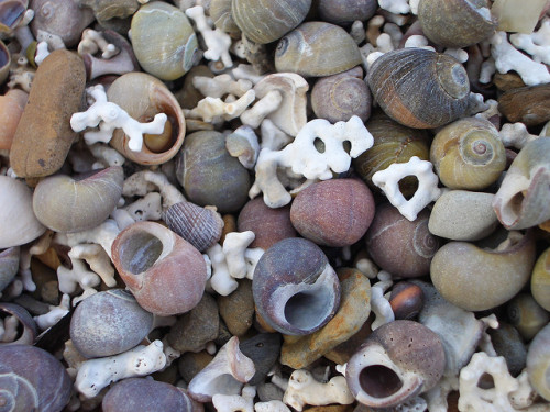 Coral and shells, near Orakirk, Orkney