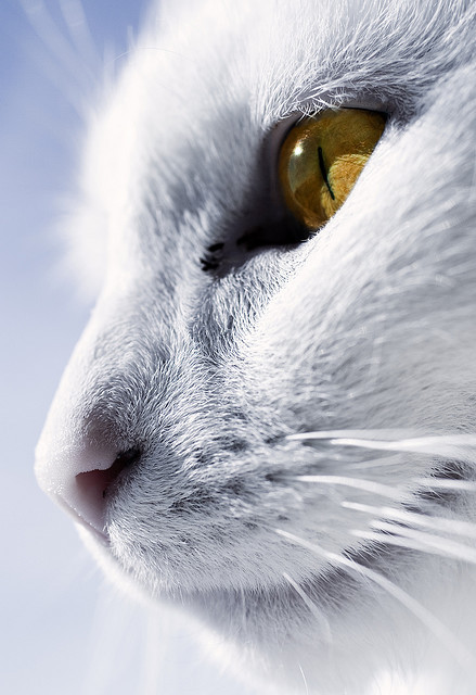 coffeenuts:  The whitest cat I know by Villi.Ingi on Flickr. 