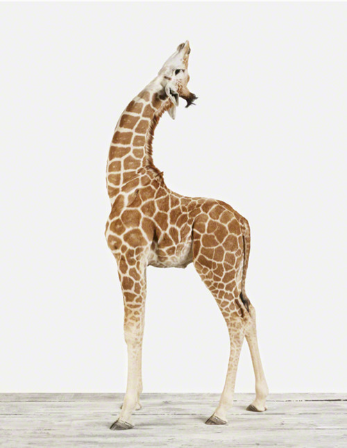 spiffytiffany:Giraffes Are So Cute.