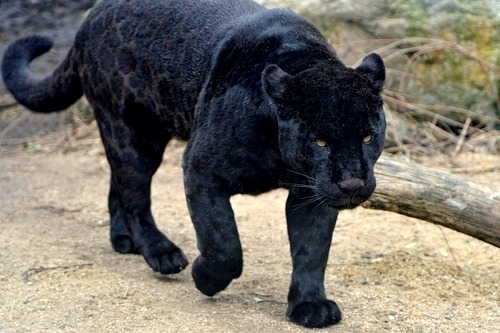 XXX earth-song:  Black Jaguar Sneak” by Josef photo